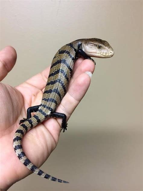 Irian Jaya Blue Tongue Skink Facts And Pictures