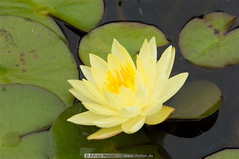 Photo Of Yellow Water Lily Hyde Park And Around Sydney Australia