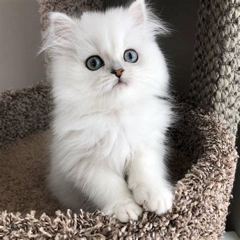 Diasy persian kitten have had a long lasting passion of raising persian and ragdoll for loving homes and families. Persian kittens for sale Persian kittens for adoption ...