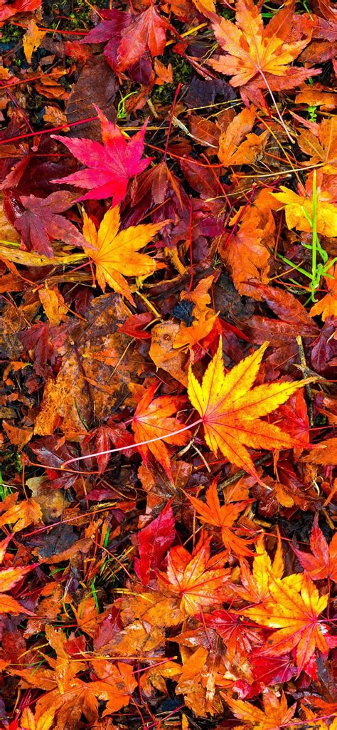 Iphone Wallpaper Many Red Maple Leaves Ground Autumn Fall Leaves