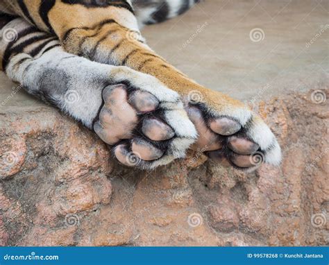 Close Up Tiger Foot Stock Photo Image Of Mammal Tiger 99578268