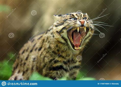 El Retrato Del Gato Pesquero Prionailurus Viverrinus Con Fondo Verde