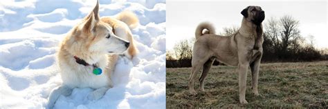 We have hundreds of other turkish kangal for you to browse! Labrador Husky vs Kangal Dog - Breed Comparison | MyDogBreeds
