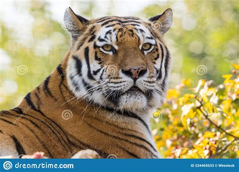Closeup Of A Tiger Lying Down Outdoors During Daylight Stock Image