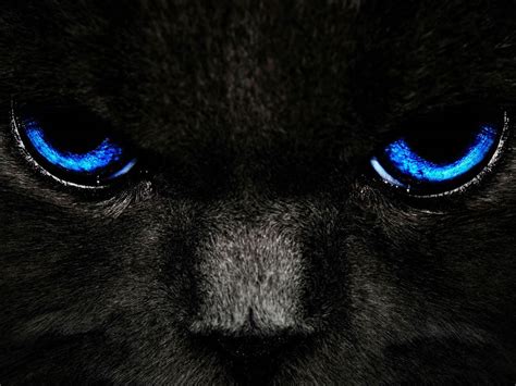 Free Download Wallpapers Black Cat Blue Eyes 1600x1200 For Your