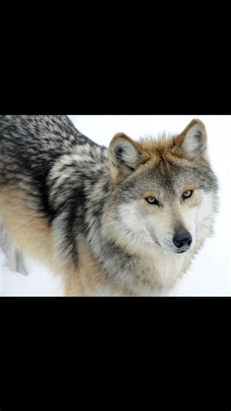 This Is My Wolf Takoda This Is Me Mexican Wolf Mexican Gray Wolf