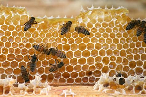 Bees Nature Macro Hive Insects Bugs Flying Honey Community