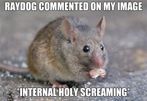 Image Tagged In Mouse Eating Food Imgflip
