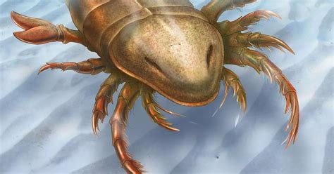 Bizarre Ancient Sea Scorpion Measuring Six Feet Long And Lived 467