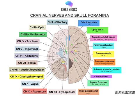 Cranial Nerve Side View