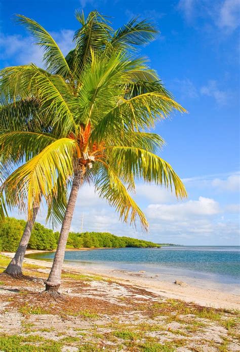 Palm Trees On The Beach In Florida Keys Near Miami Stock Photo Image