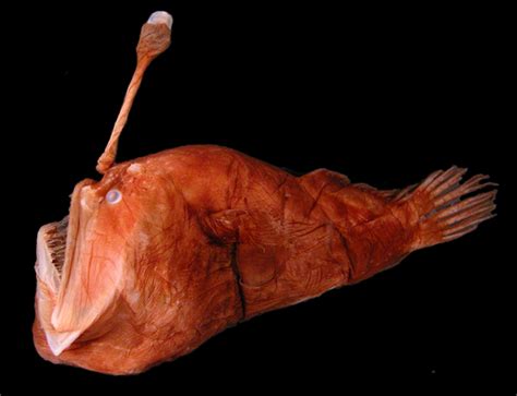 Absurd Creature Of The Week The Anglerfish And The Absolute Worst Sex