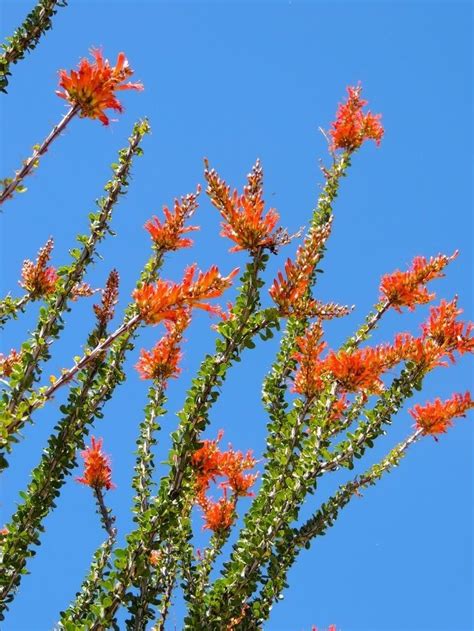 Ocotillo In Bloom Wickenburg Arizona Desert Landscaping Cactus
