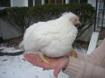 And that's certainly what it felt like. Chicken Has Swollen Stomach, Is This Sour Crop