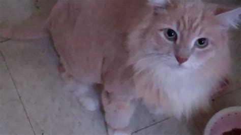 Fiesty Cat Looks Like A Lion Youtube