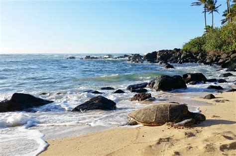 Laniakea Beach Where To See Turtles In Oahu Turtle Beach On The
