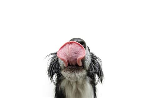 Premium Photo Portrait Hungry Closeup Puppy Dog Licking Its Lips With