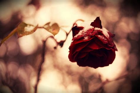 The Sick Rose By Vintagefan On Deviantart Fleurs Uniques Fleurs