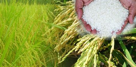 Bahagian industri padi dan beras kementerian pertanian dan industri makanan kemaskini maklumat ahli. Organik Indonesia