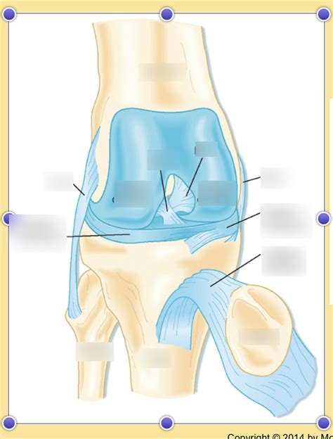 Chapter 19 Ppt Knee Joint Pt 1 Diagram Quizlet