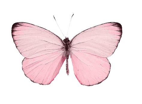 Pink Butterfly Download Transparent PNG Image | PNG Arts png image