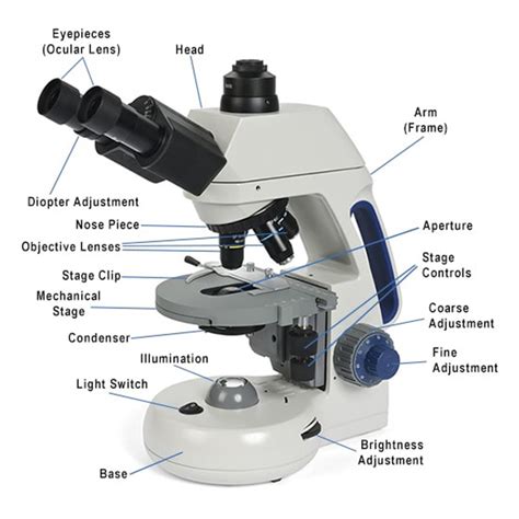 Blank Compound Light Microscope Diagram