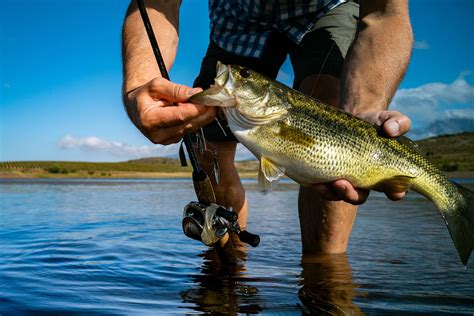Summer Bass Fishing Tips And Techniques Fishrook