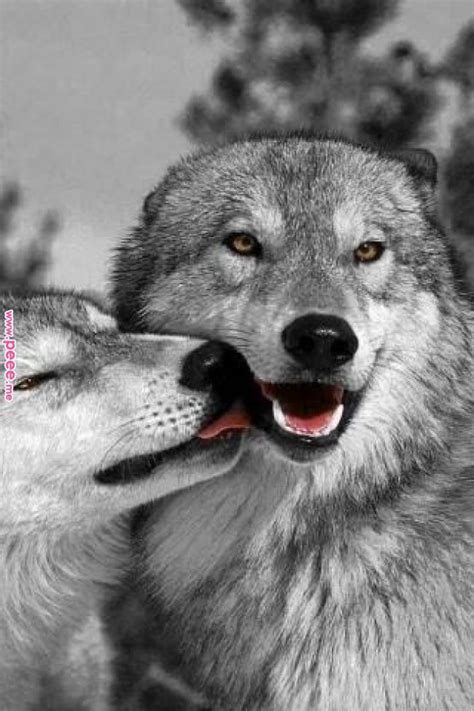 Segredos Profanos Wolves Pinterest Wolf Wolf Love And Beautiful