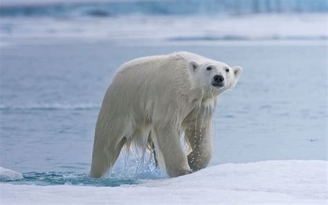 Polar Bear Comes From Water Onto An Ice Floe Spitsbergen Coast