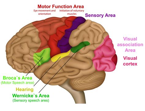 Sensory Memory The Motor Behind Your Hidden Abilities Cognifit
