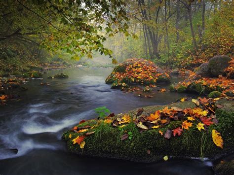 Stream In Misty Autumn Forest Image Id 157863 Image Abyss