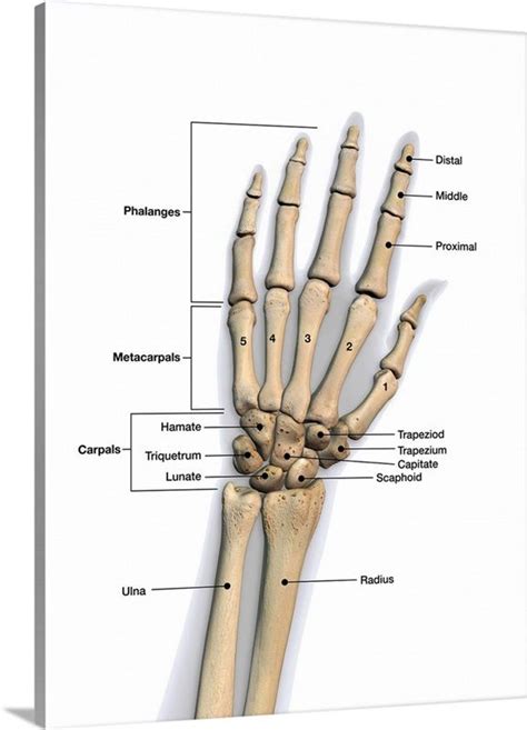 Bones Of The Human Hand With Labels Anatomy Bones Hand Bone Anatomy