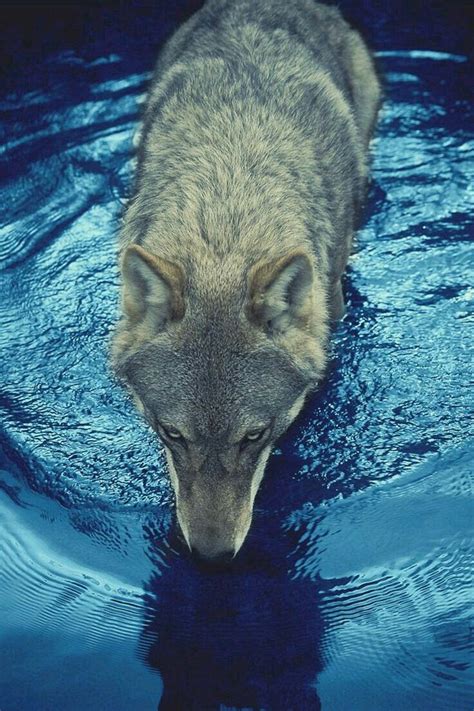 Wolf In The Water Дикие животные
