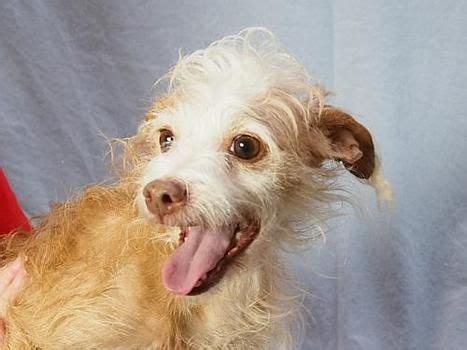 �%9d%a4��%8fplease share tanky�%9d%a4��%8f ��%90%be�ٴ�available for adoption �ٴ���%90%be in oregon and washington. Oregon Humane Society - Adopt - Pet Detail | Pet adoption ...
