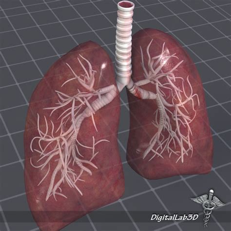 45 3d Printed Lungs Images Abi