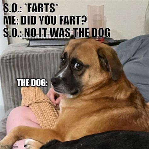 So Blames Dog Fart Imgflip