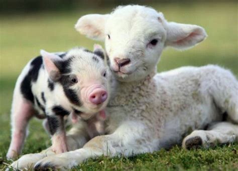Free Download Animals Baby Farm Animals Images Wallpapers Piglet And