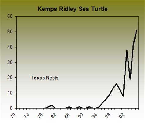 Evidence suggests that some hawksbill populations show cyclic nesting migrations. Untitled Document www.biologicaldiversity.org