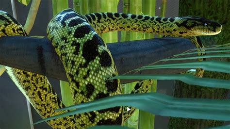 Planet Zoo Yellow Anaconda Gameplay Pc Hd 1080p60fps Youtube