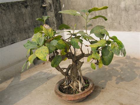 Bonsai is a japanese version of the original traditional chinese art penjing or penzai. Garden Care Simplified: Two Majestic Bonsai Trees Banyan ...