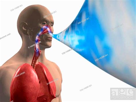 Diagram Showing A Man Breathing Air Into His Lungs Stock Photo