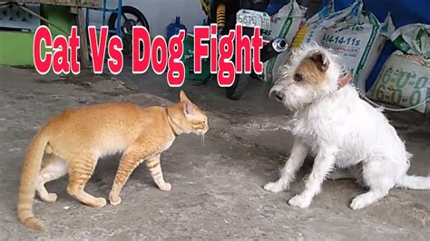 Hilarious Cat Vs Dog Fight Great Battle Youtube