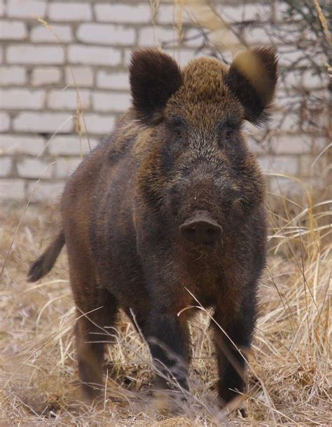 Chernobyl Disaster Wildlife Thriving As Researchers Find