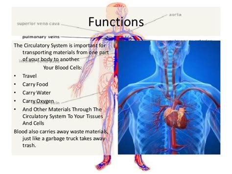 Diagram Circulatory System Parts And Functions Aflam Neeeak