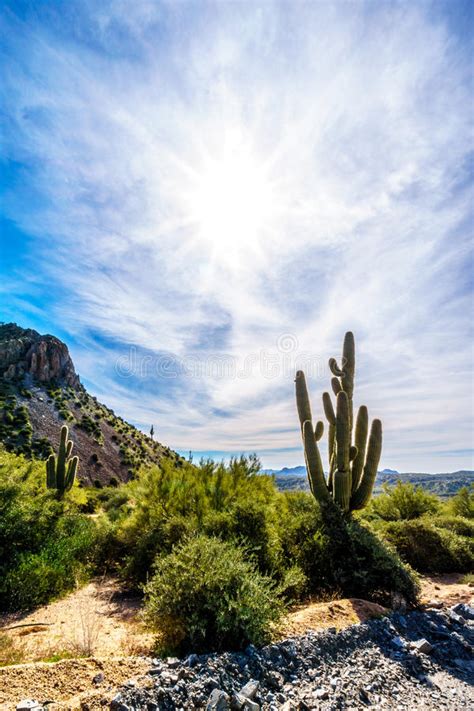 Tall Saguaro Cactus In The Arizona Semi Desert Landscape Stock Image