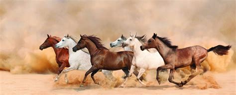 arabian horse symbolism arabian horse meaning arabian horse dream