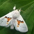 White Moth Meaning - The Spiritual Symbolism