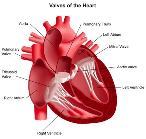 Aortic Valve Repair And Replacement Patient Care