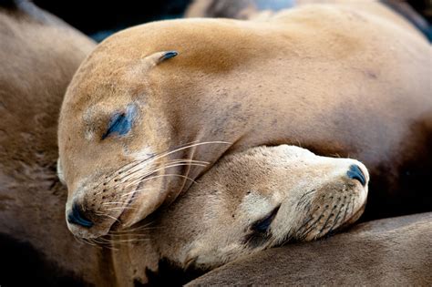 At a fundamental level, marine life affects the nature of the planet. Pacific marine life is literally in hot water - Salon.com