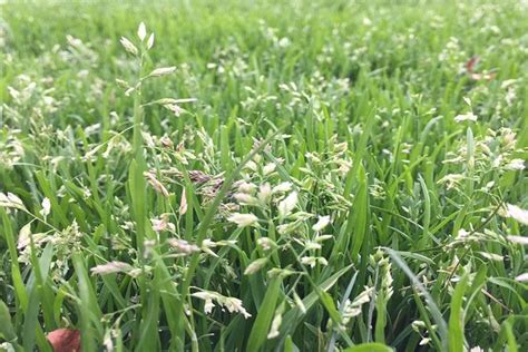 How To Control Poa Annua For 2021yeahheres How Lawncare